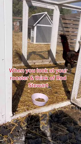 Just constantly laughing at how hilarious our rooster looks 😂 #hobbyfarm #smallfarm #rooster #chickensoftiktok #rodstewart #family 