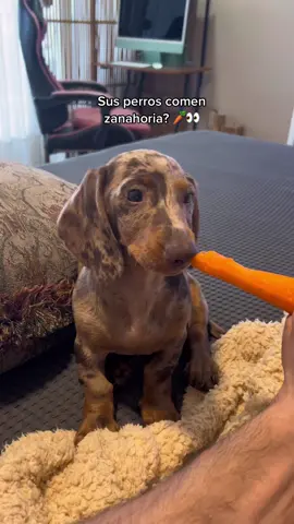 🥕 leí que es lo mejor para sus dientes, pero no pensé que le gustaría tanto 😅 #dappledaschund #salchichasperritos 