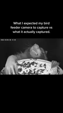 These raccoons are giving me life. #raccoon #bird #wildlife #funny 