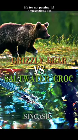 Ik it’s not a saltie in the video but the clip looked better. #saltie #saltwater #crocodile #vs #grizzly #bear #vsbattle  #animal #animals #sincasic 