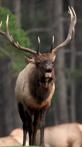 Bull elk bugling up close during the rut #bull #elk #bullelk #bugle #elkbugling #rut #elkrut #deer #nature #naturesounds #Outdoors #travel #wildlifephotography #canada #rockymountains #foryou #foryoupage 