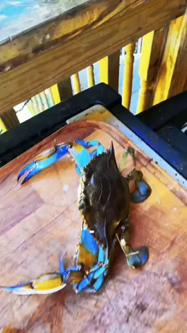 First fish first meal part 57 #fyp  #catchcleanandcook #beardedfisherman #fishing #fish @Peech App #peechapp 