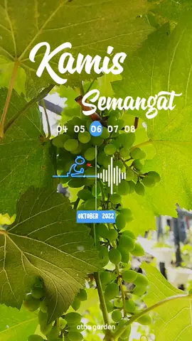 vineyard. anggur Indonesia #grapes 