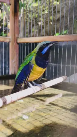 Cungkok Handal#kicaumaniaindonesia #cucakcungkokmasteran #fyp 