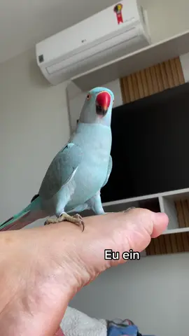 #ringneck #tiktok #animaisnotiktok #papagaio #papagaiofalante #passaros #ringneckparrot #viral #viralvideo #viraltiktok #papagaiosengraçados #natureza 