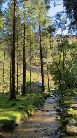 can’t get over this forest 🌲 #ireland #westcork #aesthetic #woods #river #hike 