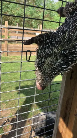 Here you get to see Juan use his prehensile tail to hang onto the side of the enclosure. #porcupine #prehensiletailedporcupine #funnynoise #funnyanimals #porcupinesoftiktok #animalsoftiktok #fyp #fypシ #fypage #zoo #zookeeper #tgrexotics #rodent #rodentsoftiktok #exoticanimals #notapet #funny 