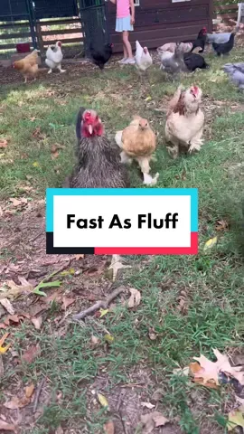 Anna wants y’all to know how fast she is 😄 #fastasfluff #fastafboiiiii #fyp #chickentok #runningchickens #viral #foryou #backyardchickens #chickenhappyhour #chooks #chickensoftiktok #funnyanimals #cuteanimals #chickens #comedy #hereshecomes #runforrestrun 