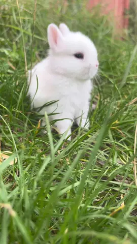 #baby #babylove #babybunny #netherlanddwarf #netherlanddwarfbunny #whitebunny #rabbit #babyrabbit #rabbitsoftiktok #rabbitvet #rabbitvetcare #rabbitvets 🐰🐰🐰