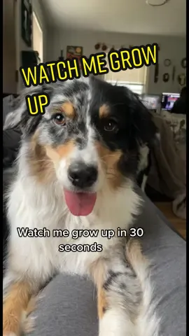 Forever a little puppy 🥺 #watchmegrowup #puppytodog #australianshepherd #growupwithme 