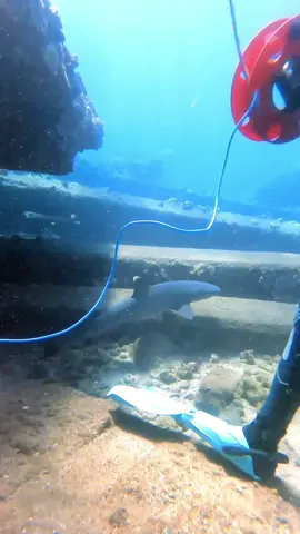 Studies show sharks prefer the music of AC/DC…. Okay but for real, like white sharks have been shown to be attracted to AC/DC music when played under water. 😎 #sharks #mylife #scuba #livestream #acdc #youshookmeallnightlong #socute #ocean #rockmusic #wildlife #scubadiving #fun #fyp 