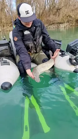 #fishing #pesca #wedkarstwo #siluro #sum #catfish #spinfishing #rivergishing #monsterfish #predatorfish #pike #pikefishing #lucio 