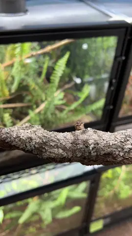 I’ll never get over how incredible the camouflage is on the mossy leaf tailed gecko (Uroplatus sikorae).   #camoflauge #camo #mimicry #mossy #mossyleaftailgecko #uroplatus #uroplatussikorae #gecko #geckosofinstagram #geckobreeder #rarereptiles #reptiles #livingart 
