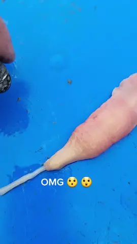 OMG 😯 THESE MILKY RIBBON WORMS PREY ON SOFT SHELL CLAMS. FOLLOW FOR MORE AMAZING CREATURES AND ADVENTURES 🪱 #nature #fyp #wormdiggah #ocean 