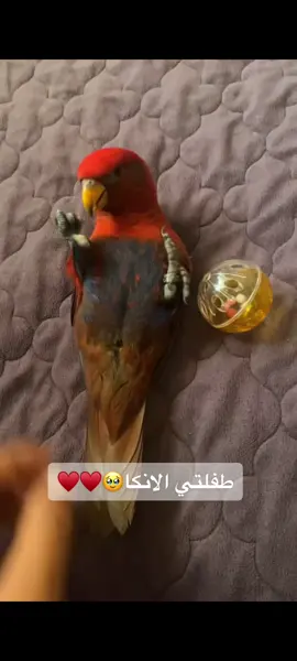 #fypシ #fyp #explor #expression #viral #فولو #foryou #طيور_الزينة #كوكاتو #دعم #ببغاء #كاسكو 