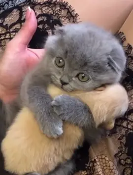 Do you need love? #cat #kitten #britishshorthaircat #scottishfoldkittens #hug #loveyou 