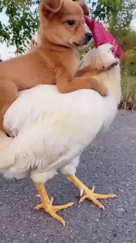 A dog riding a chicken. Does anything else need to be said?! #cute  #funny  #dog  #petvideo #funnyanimal  #fyp  #animal #chicken