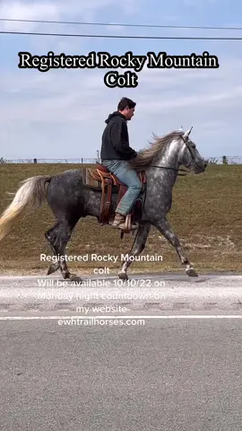 #horsesoftiktok #horseforsale #ewhtrailhorses #rockymountainhorse 