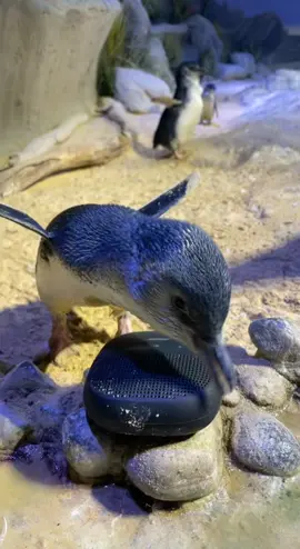 Even little blue penguins love a good dance party! 🪩🐧 #enrichment #littlebluepenguins 
