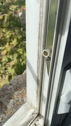 New baby visitor 🥺 I spooked the little one whoops 