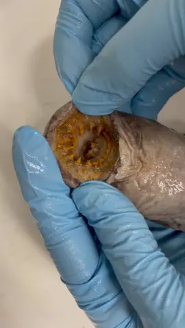 Check out the mouth on this #fish!  For this #fishyfriday, Sarah, collection manager of the Nunnally Ichthyology Collection at VIMS, presents a preserved  #sealamprey .  Sea lamprey are primitive fishes, lacking a lot of characteristics that we normally think of when we think of fish, like scales, fins, and gills. #fishtok #lamprey #marinescience #Science #sciencetok #fishcollection #preservedfish #ichthyology #ichthyologist #creepyfish #primitivefish #cartilaginousfish 