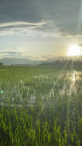 #fyp #aesthetic #sunrise #mentahan #sawah 