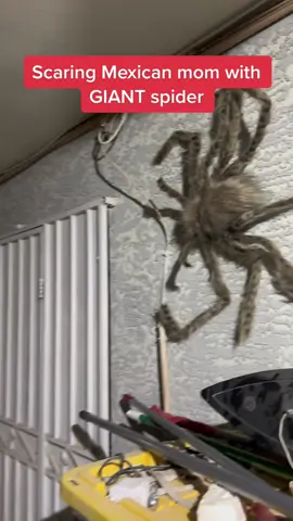 October is here.. that means MORE pranks on the way lmao ignore the mess in the back btw #fyp #foryou #parati #mexican #mexicandad #mexicanmom #mexicantiktok #foryoupage 