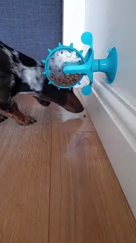 Nothing is worse than a bored pet - why not try interactive games to challenge your pet's mind 🐶🐱!! This Ferris Wheel Treat Toy is only £3 and will keep your cats and dogs entertained for hours 🌀they'll be mesmerized! @ourcrazypetsfamily TAG someone who loves DOGS a bit too much.!! #bmstores #bandm #bandmbargain #bandmhaul #regram #pets #pettoys #cattoys #catsofinstagram #puppylove #doggos #pets #petgram #dogsofinstagram #dogs