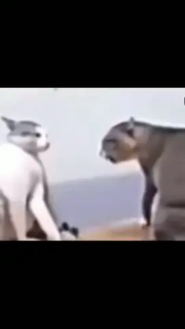 #catfighting #catfight #macarena #meme #memes #vibe
