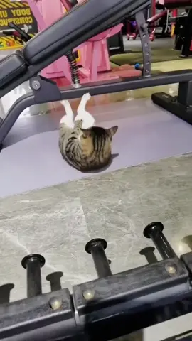 Hoàng thượng gập bụng xíu làm gì căng #fyp #meow #meocute #Master2022byTikTok 