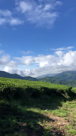 Mentahan vidio liburan lagi nih gais buat prank temen di status wa/ig 🤪 #puncakbogor #telagasaatpuncak #wisataindonesia #bogorhits #liburancheck #fypシ゚viral #mentahanvideo #vidioliburan #healingtiktok #bogordailynews #wisatajawabarat 