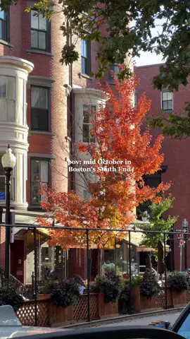 it’s fall in the city 🍂🍁 #boston #bostontiktok #bostontok #bostonfall #fallaesthetic 