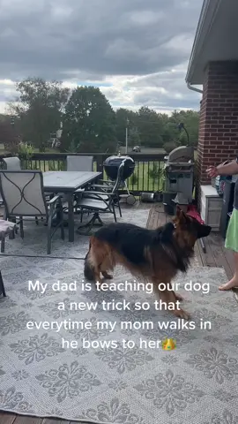 ✨My dad treating my momma like a queen✨ #dog #dogsoftiktok #funny #barstoolsports #fyp #fypage #dogs #cute #queen #cutedog #DogTraining #Outdoors #nature #fall