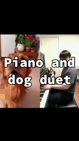 Accompanied the dog’s voice with the piano.🐶#dogsoftiktok #goldenretriever #pet #funny #cute
