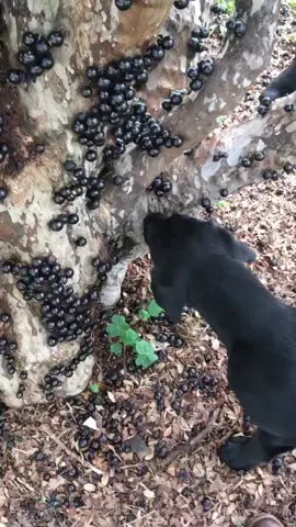 Esse dois faz um limpa nas #jaboticabas #brasil #tiktok #daroça #goias #naroça #uaisô #roça #goiás #zonarural_go #fruta  @fernando_wright1👉 Instagram 