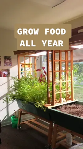 living a sustainable lifestyle 💚  #LearnItOnTikTok #LearnOnTikTok #eduwow #garden #gardentok #gardening #gardenproject #gardening101 #homeproject #homemakeover #homegarden #homegardening #homedecor #indoorgarden #indoorgardening #seedtotable #growyourown #growyourownfood #Sustainability #tiktokpartner  #horticulture #agriculture #farm #farmer #business #entrepreneur #Sustainability #sustainable  #sustainablelifestyle #horticulture #healthy #healthylifestyle #lettuce #healthyfood #growlight  #usa #america #kansas #colorado #illinois #minnesota  #texas #urbanfarmertv  #basil 