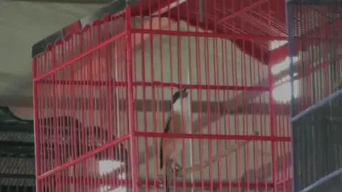 selamat pagi #cewekicau #cewekkicaumania #cendetjatim #cendetmania #cendet #cendetmaniaindonesia #fypシ #fyp #fy #viraltiktok #kicaumania #kicaumanianusantara #kicaumanianusantara #kicauburung #kicaumaniaindonesia #cendetmadura #cendeters #lombaburungberkicau #lombaburung #cendetlokal 