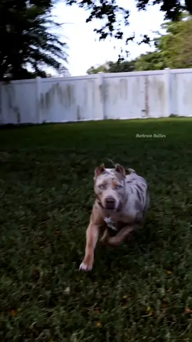 She's Sooo Legit 🥰💯 American Honey #JustaBaby 🐾🐾 We Don't Find Homes for new Dogs...We Match Perfect Homes for Perfect Pups 😊 www.Burlesonbullies.com 🐾🐾 #BurlesonBullies #GotTex #FckSloppy 