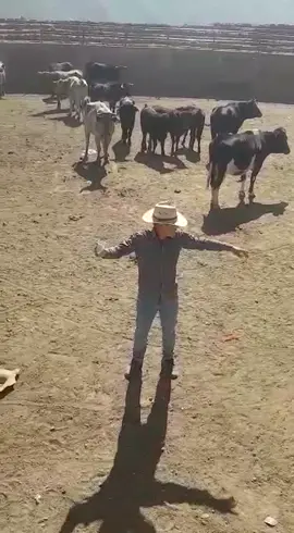 Una aventura no es divertida, si no huele a peligro 🙈 🐂 #fypシ #aventura #torosbravos #dejatu❤️ #sierralimeña #huarochiri #huanchac ⛰️🏔