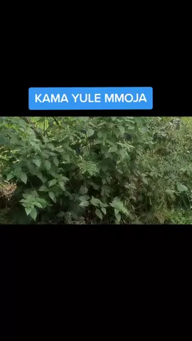 #catholictiktok #kenyacatholictiktokers #catholicsongs KAMA YULE MMOJA