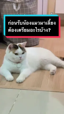 ก่อนรับน้องแมวมาเลี้ยงค้องเตรียมอะไรบ้างฉบับไปดูกัน! #cat #catsoftiktok #แมว #แมวอ้วน #มูมินแมวเหนียง #สวนสัตว์tiktok #พรมดักฝุ่นพิมพ์ลายเจ้าแรก #พรมดักฝุ่นแมทติ #พรมดักทรายแมว 