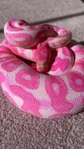 Life is your creation🤪💕 #fyp #fypシ #PetsOfTikTok #trending #viral #trend #pinksnake #reptile #cute #snakeskin #snakes 