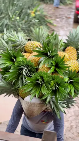 #viral #foryou #piña #piñamiel #piñamiel🍍🤤 #agro #agronom #agronomia🌱 #agriculteur #agricultur #campoargentino  