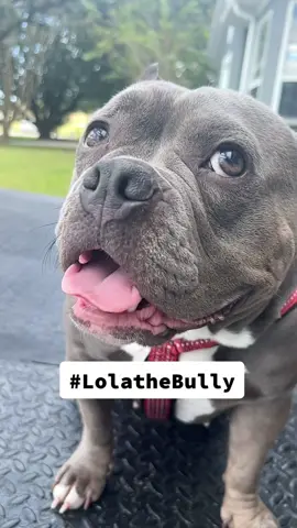 Hey big head 🤩 #fypシ #lolathebully🐾 #bulliesoftikitok #americanpitbullterrier #puppiesoftiktok #dogsoftiktokviral