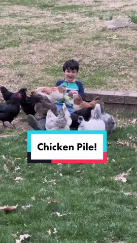 A chicken pile to make you smile! (Did it work?)😃🥰 #chickenpile #chickentok #foryou #fyp #kidsandanimals #smile #animaltherapy #MomsofTikTok #kidslaughing #animallover #happysunday #mineminemine #findingnemo #petchickens #minifarmlife #chickenhappyhour 