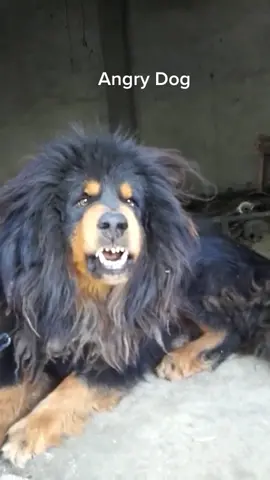 They are mostly tied down and have nasty temperament.  #भोटेकुकुर #nepalidog #kathmandu #bhutia #bakarwal #dokhyi #livestockguardiandog #himalayansheepdog #himalayanmountaindog #tibetanmastiff #bhedigoth #guarddog #bhotekukur #workingdog #bhotia #gaddi #nepal #bhoteykukur #tibet 