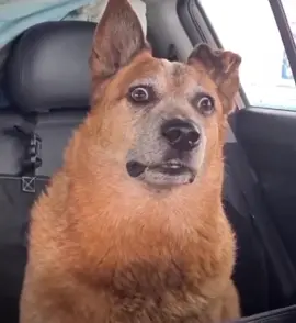 💀💀💀   #meme #fyp #funnydog #funnydogs #funnydogsoftiktok #funnyvideos #funnyvideo #memes #memestiktok #dog #dogs #clinteastwood #standoff #hilarious #funny #funnyanimals 