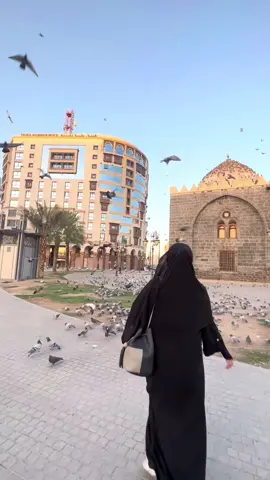 MasyaAllah 🤍 Bagi yang sdh pernah ke Tanah Suci, tidak asing lagi dengan merpati-merpati di sekitar Masjidil Haram Mekah maupun Masjid Nabawi Madinah. Ribuan burung merpati hidup bebas disitu. Sebagian percaya burung-burung itu keturunan peliharaan Siti Aisyah, istri Nabi Muhammad SAW