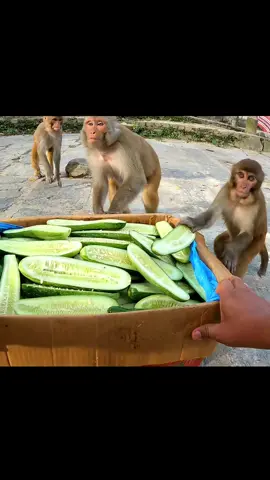best food for monkey #cucumber #feedinganimal 