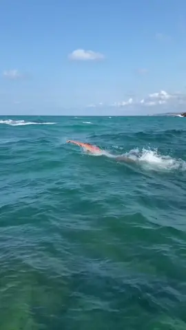 How to start the week… Open Water edition 🌊🌊 #m#mondaymotivationo#openwaters#swimmingt#training 📹 @yuzmegitimi  (IG) 